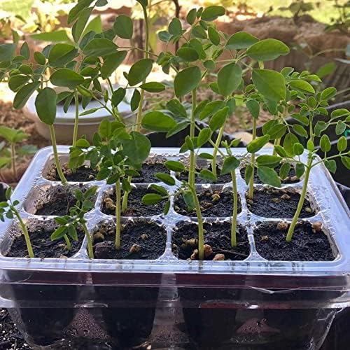 100+ Organic Moringa Seeds