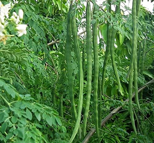 100+ Organic Moringa Seeds