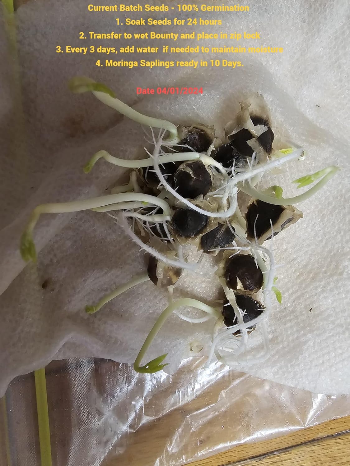 100+ Organic Moringa Seeds