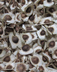 100+ Moringa Seeds