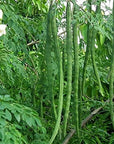 100+ Moringa Seeds